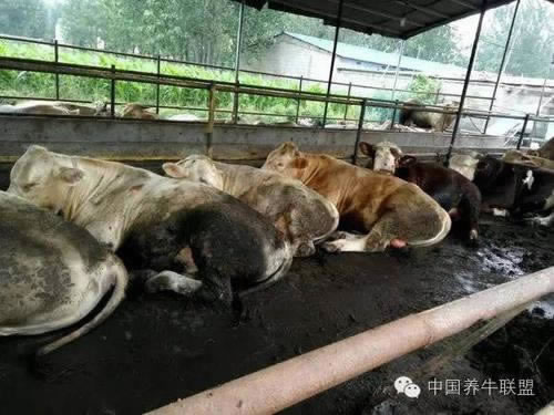 侃聊Soul运营老板互娱合伙人被批捕是怎么回事检察院披露Soul运营老板互娱合伙人作案手法