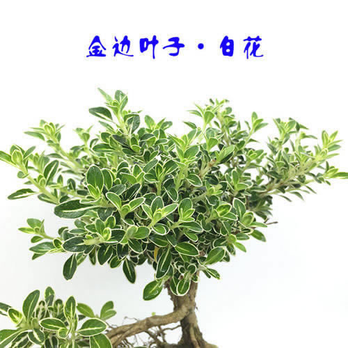 简聊去哪儿网发布合作伙伴“众心”计划减免老板互娱代理商佣金和线下门店管理费