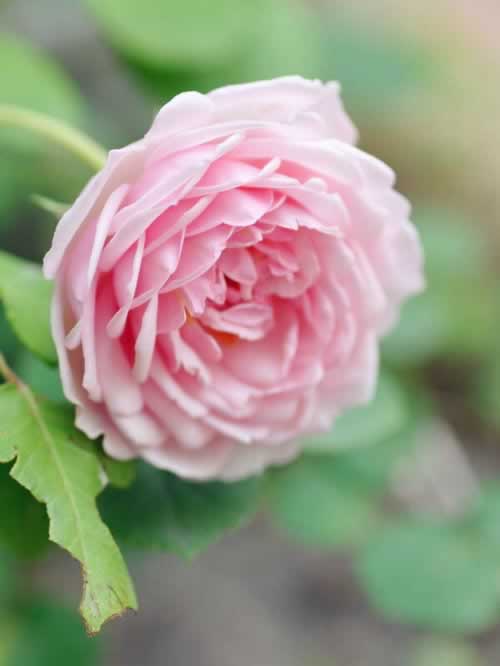 提款通道维护怎么办应对方式(图)