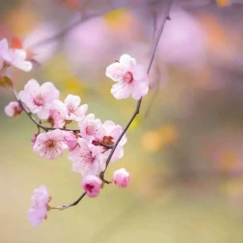 网上抽查审核提不了款怎么挽回（图）