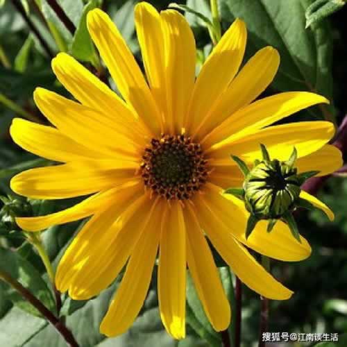 取款被黑审核不通过拖延不给取款处理办法（图）