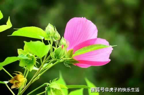 在网上平台赢钱第三方系统审核检测账号异常不给提款教你怎么搞（图）