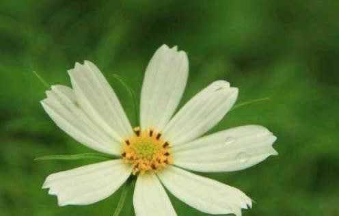 网络平台退回出款说财务清算中快速破解(图)