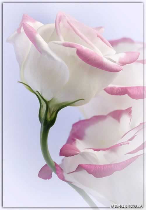 在网上平台赢钱被黑被黑客服不给提款补救策略(图)