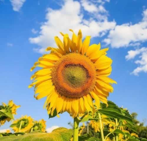 网上被黑被黑提款被退回银行维护不能提款破解办法（图）