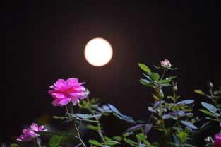 在手机王头系统维护升级不给提款一定是被黑了吗补救对策（图）