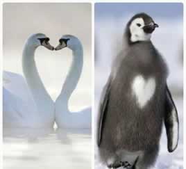 网络平台提款审核不通过不给出哪里有方法解决思路（图）