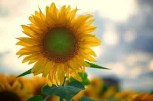 网上平台提款审核不通过不能出款怎么解决怎样避免(图)