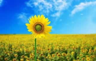 专业处理被黑在维护不给提款教你挽回(图)