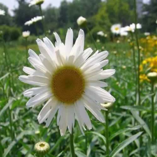 网上提款系统维护解决被黑不给提现应对办法(图)