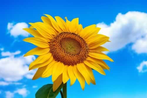 遇到黑网提款第三方系统维护升级出款失败应对思路（图）