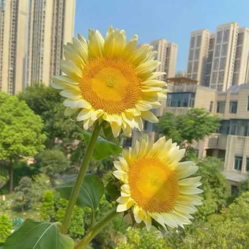 网上被黑网站不给提现怎么办呀怎么做才好（图）